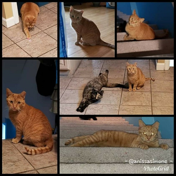 Meet your Posher, Anissa - Picture 5 of 7